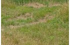 Property photo 18 - 51.5 Acres Offered in 5 tracts, 2 Farm Sites